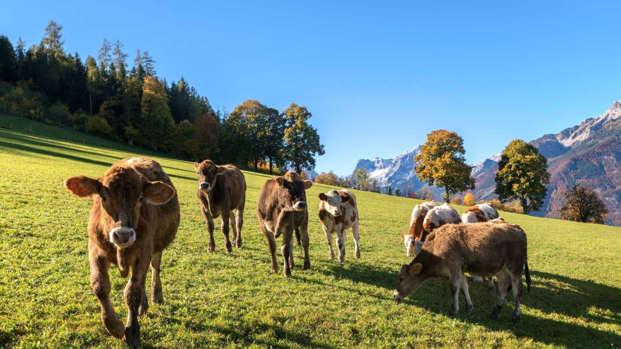 Kühe auf Weide in den Alpen