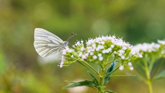 Schmetterling sitzt auf Blüte